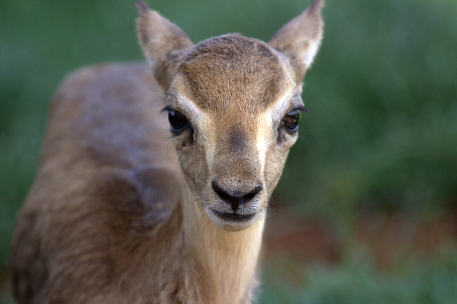 Hatay Dağ Ceylanı6_result.jpg