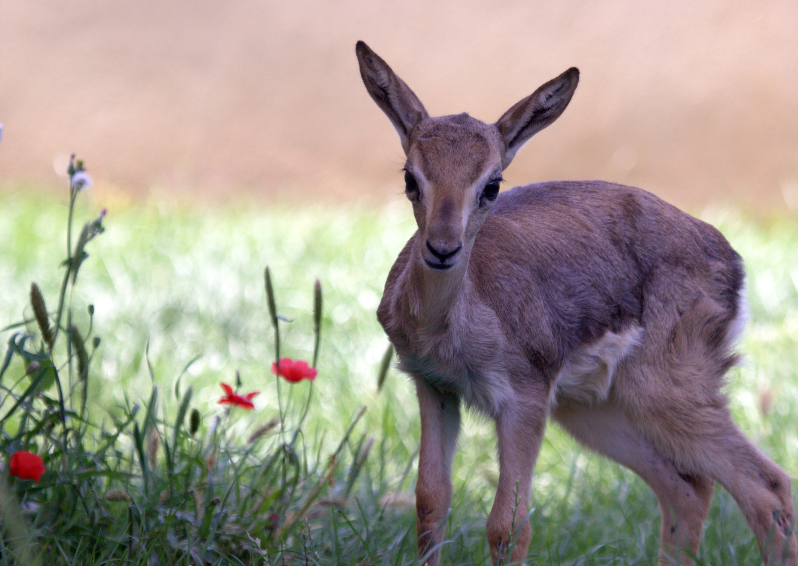 Hatay Dağ Ceylanı7_result.jpg