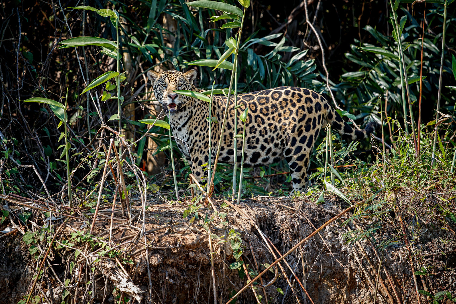 american-jaguar-nature-habitat-south-american-jungle_result.jpg
